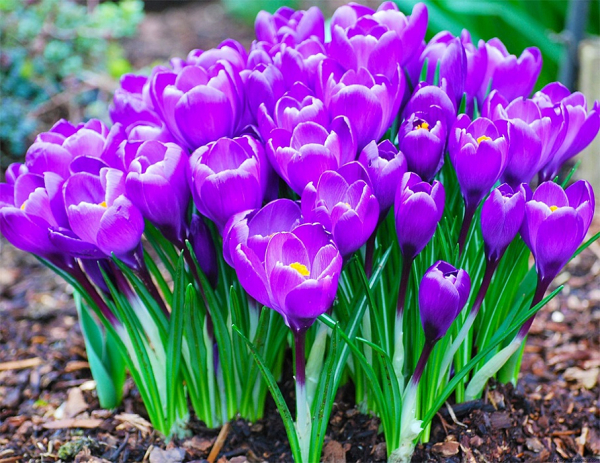 Луковичные садовые цветы &ndash; названия, описания и фото