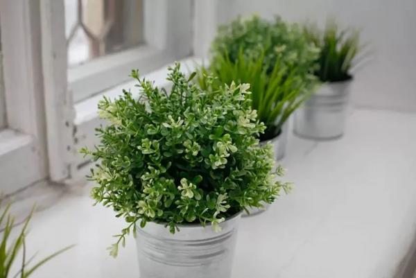 Какую зелень можно выращивать на подоконнике Какую зелень можно выращивать на подоконнике