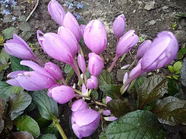 Луковичные садовые цветы &ndash; названия, описания и фото