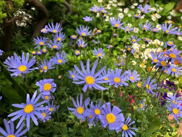 Как называются цветы, похожие на ромашки: обзор популярных видов для сада Как называются цветы, похожие на ромашки: обзор популярных видов для сада