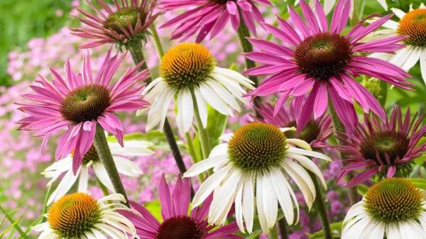 Как называются цветы, похожие на ромашки: обзор популярных видов для сада Как называются цветы, похожие на ромашки: обзор популярных видов для сада