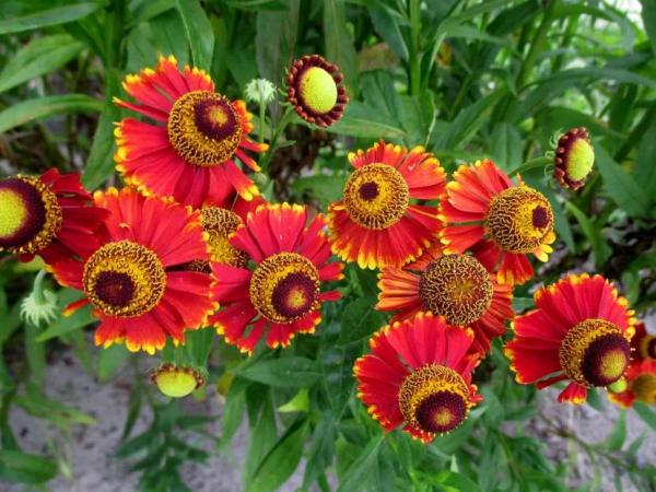 Как называются цветы, похожие на ромашки: обзор популярных видов для сада Как называются цветы, похожие на ромашки: обзор популярных видов для сада