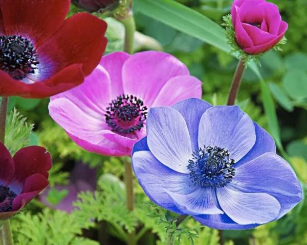 Как называются цветы, похожие на ромашки: обзор популярных видов для сада Как называются цветы, похожие на ромашки: обзор популярных видов для сада