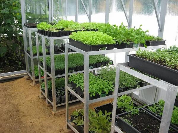 Обустройство теплицы внутри