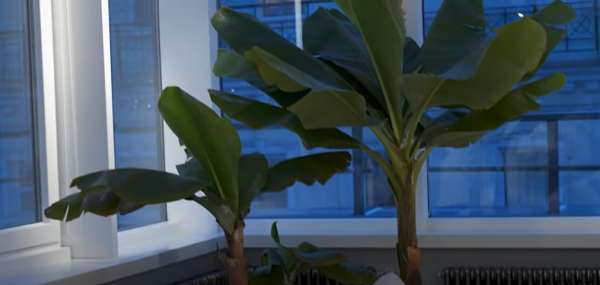 Дом Сергея Жукова — среда обитания лидера «Руки вверх» Дом Сергея Жукова — среда обитания лидера «Руки вверх»