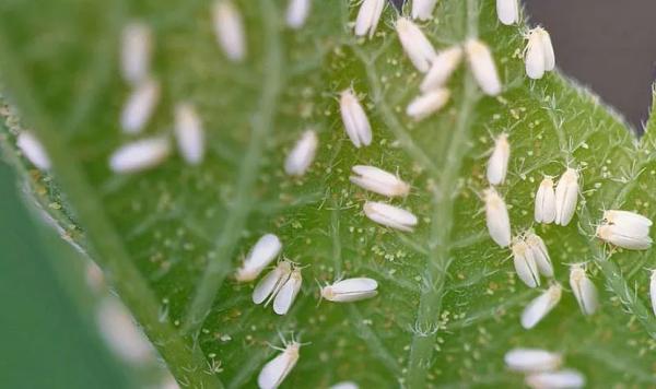 Какую зелень можно выращивать на подоконнике Какую зелень можно выращивать на подоконнике