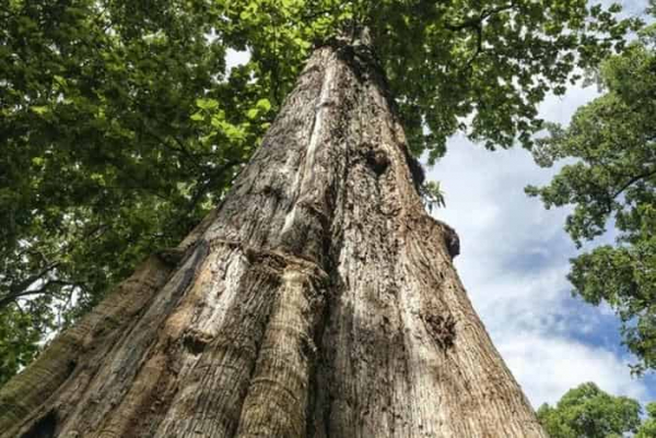 Тиковая мебель: непревзойденная красота и долговечность