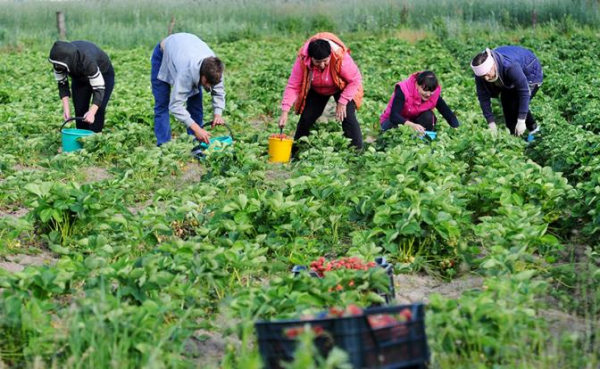 Спину скрутило: Несколько советов дачникам, которые любят бить рекорды на своих участках Спину скрутило: Несколько советов дачникам, которые любят бить рекорды на своих участках