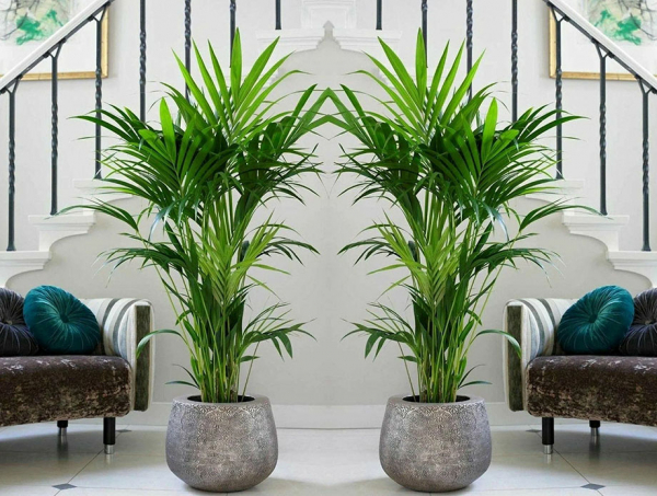 Виды комнатных пальм и уход в домашних условиях