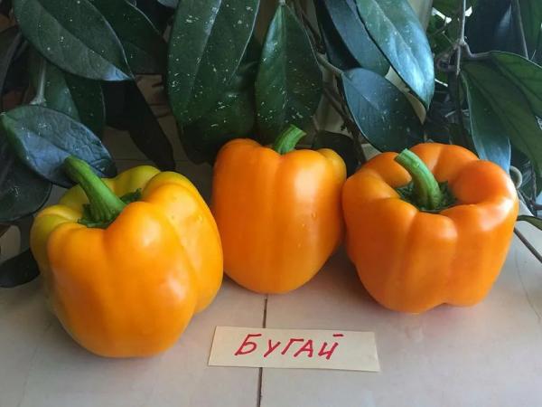 Тепличные шедевры: лучшие сорта и гибриды сладкого перца для закрытого грунта Тепличные шедевры: лучшие сорта и гибриды сладкого перца для закрытого грунта