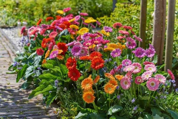 Как называются цветы, похожие на ромашки: обзор популярных видов для сада Как называются цветы, похожие на ромашки: обзор популярных видов для сада