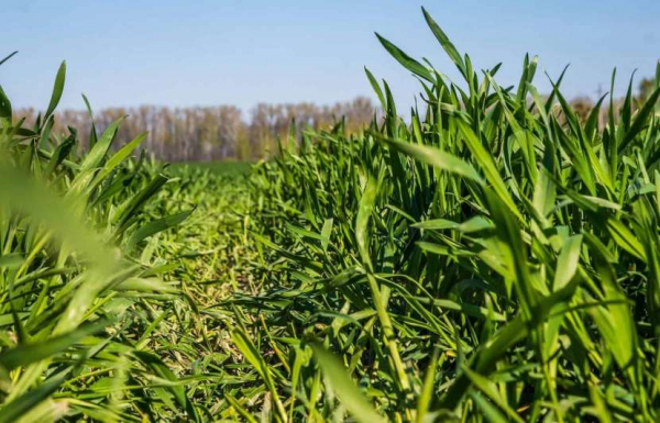 Сидераты на участке: как выбрать и использовать подходящие зеленые удобрения