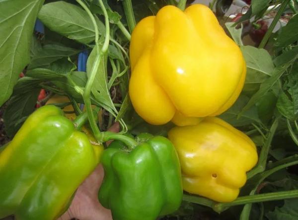 Тепличные шедевры: лучшие сорта и гибриды сладкого перца для закрытого грунта Тепличные шедевры: лучшие сорта и гибриды сладкого перца для закрытого грунта