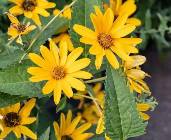 Как называются цветы, похожие на ромашки: обзор популярных видов для сада Как называются цветы, похожие на ромашки: обзор популярных видов для сада