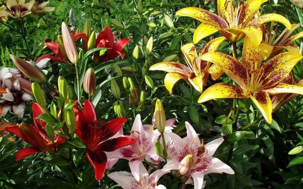 Луковичные садовые цветы &ndash; названия, описания и фото