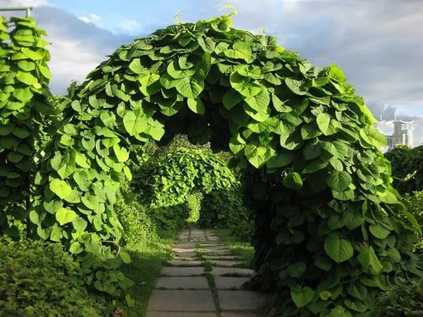 Что такое пергола и как ее обустроить Что такое пергола и как ее обустроить