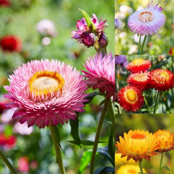 Как называются цветы, похожие на ромашки: обзор популярных видов для сада Как называются цветы, похожие на ромашки: обзор популярных видов для сада