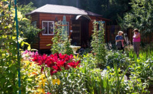 «Срубил вишню — присел на семерик»: Дачникам напомнили об очередном суровом запрете